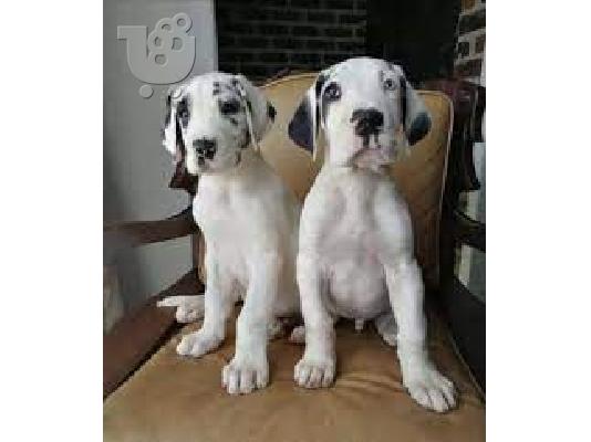 GRAN DANÉS CACHORROS DISPOANBLES PARA REGALO yy